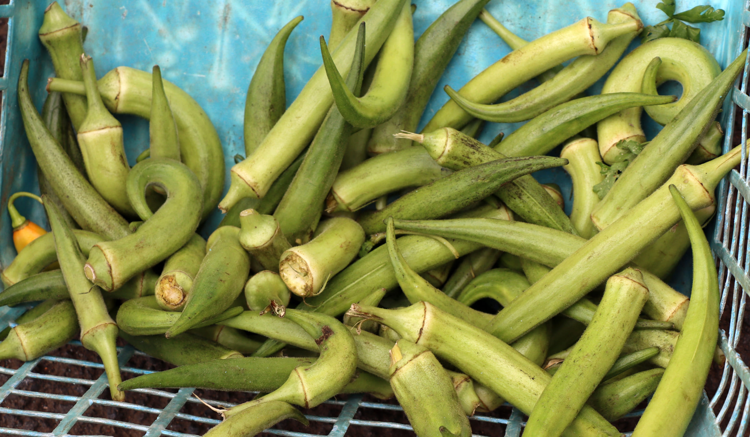 Gombos en vente au marché de Fort-de-France