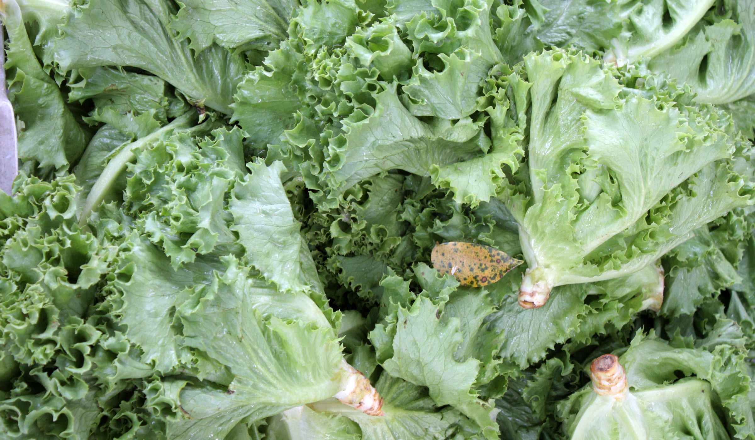Laitues en vente au marché de Fort-de-France