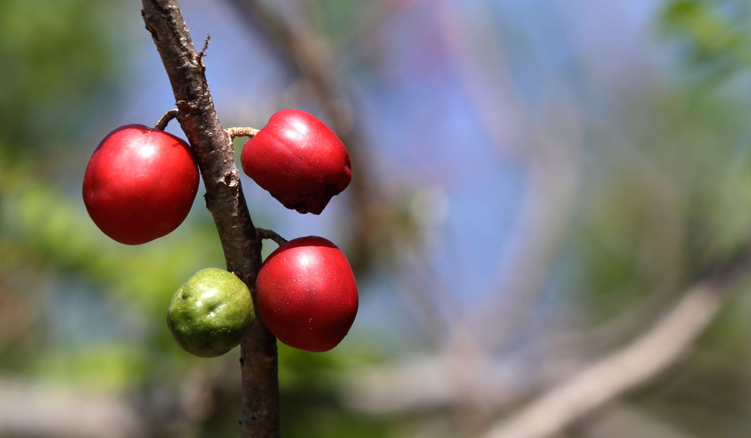 Red mombins on a tree