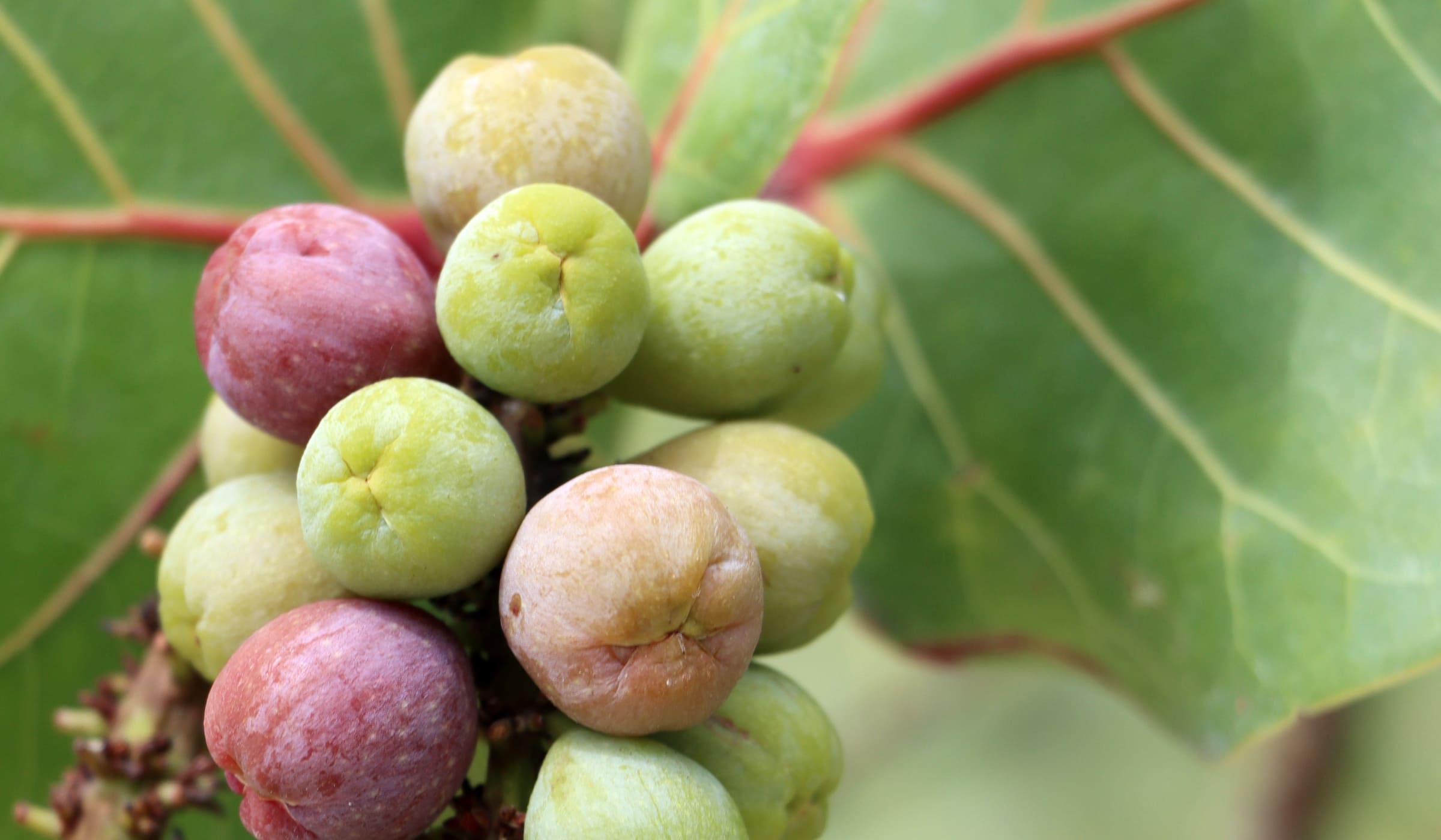 Sea grapes in a tree