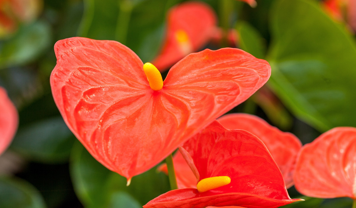 Anthuriums rouges