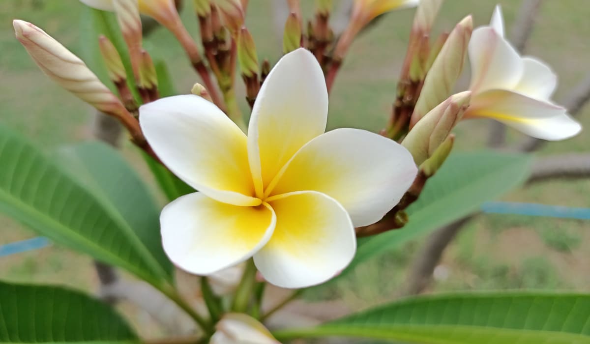 Fleur de frangipanier