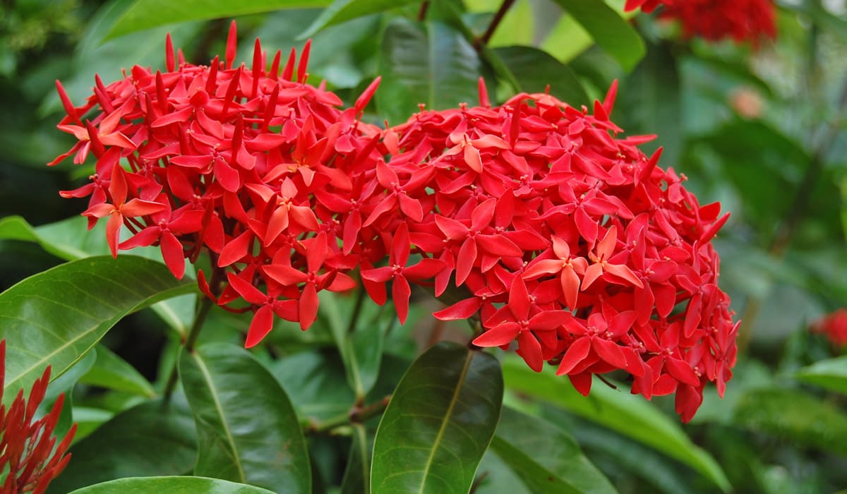 Ixora rouge