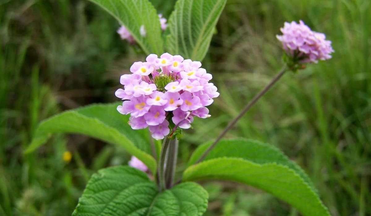 Fleur et feuilles de brisée (Lippia Alba)