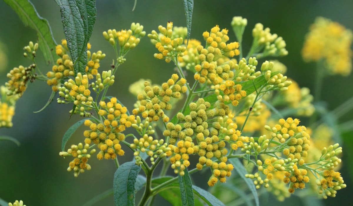 Jackass bitters flowers (Neurolaena lobata)