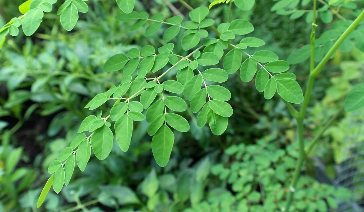 Moringa