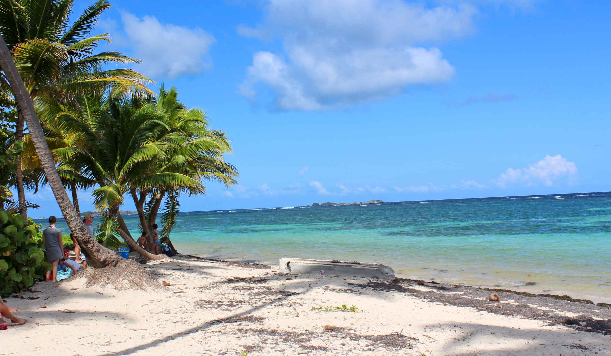 Coconut trees at Anse Michel beach