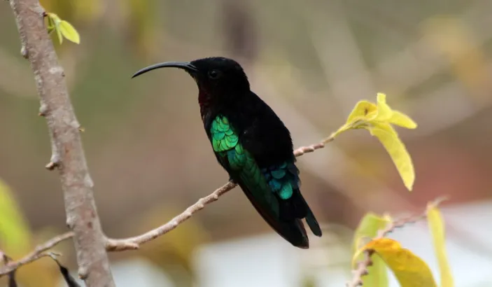 Colibri sur une branche