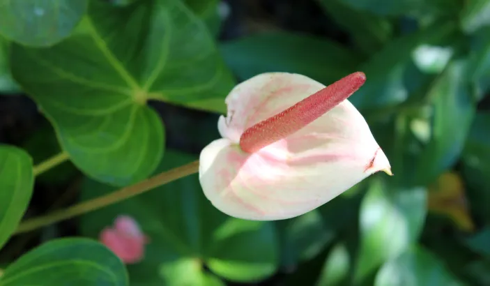 Anthurium blanche