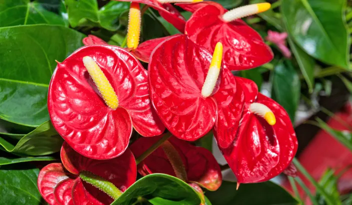 Anthuriums rouges