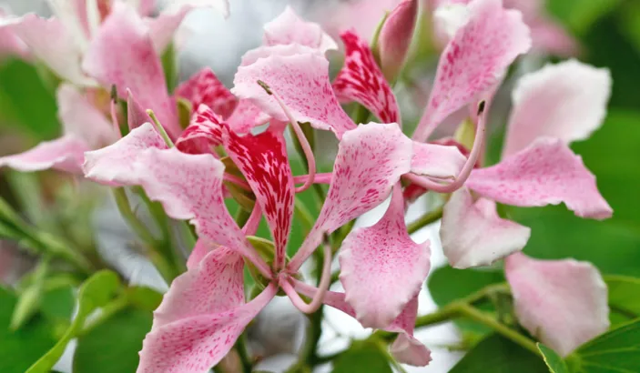Fleurs d'orchidée du pauvre