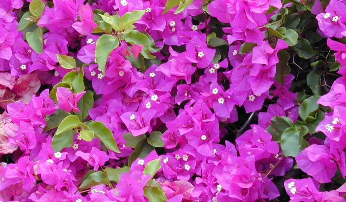 Fleurs de bougainvilliers violettes