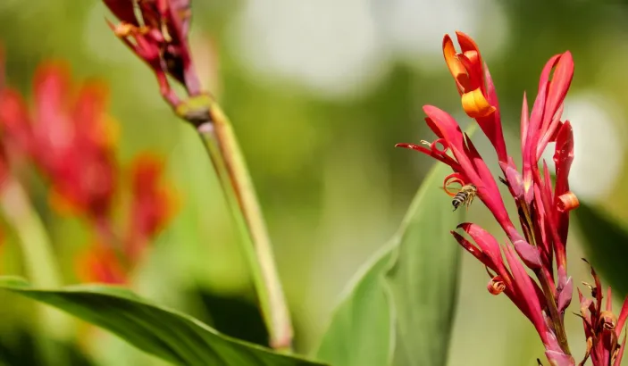 Canna rouge