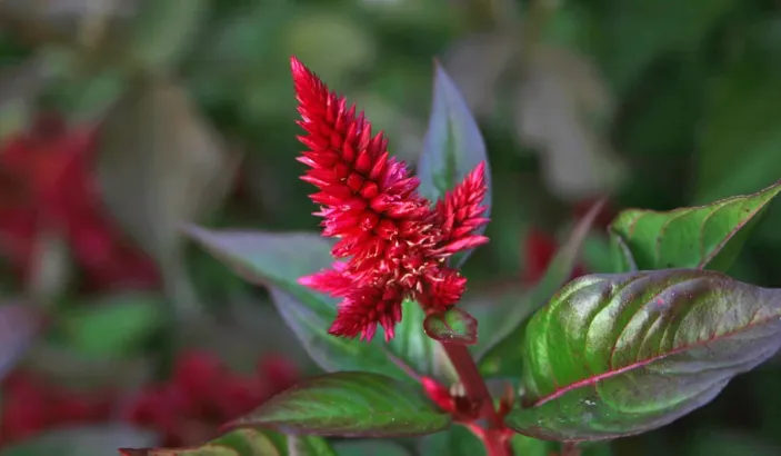 Célosie argentée rouge