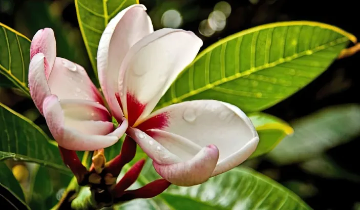 Fleur de frangipanier