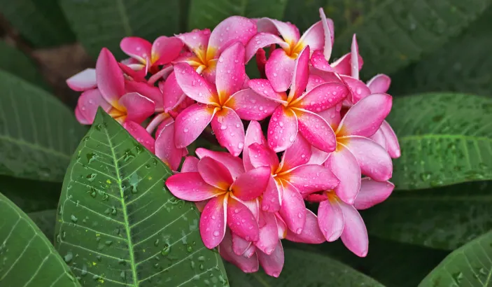 Fleurs de frangipanier roses