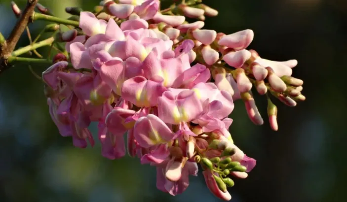 Fleurs roses de Gliricidia