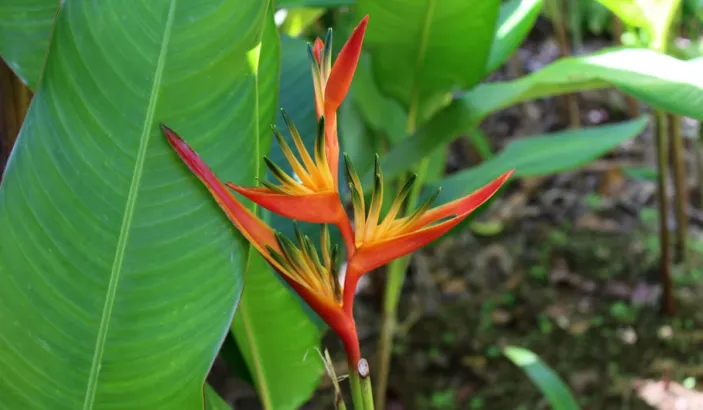 Hélicona ou Oiseau du Paradis au Jardin de Balata
