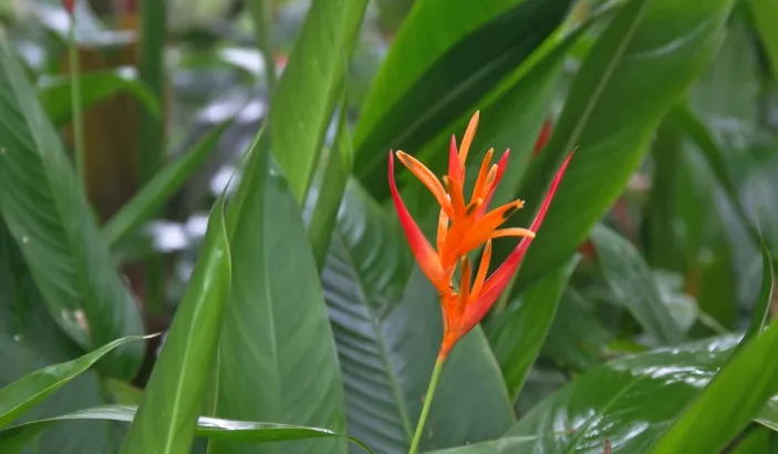 Hélicona ou Oiseau du Paradis