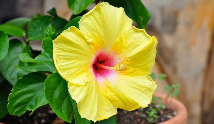 Hibiscus jaune