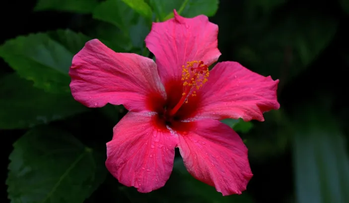 Hibiscus rose fuschia