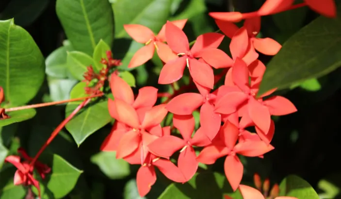 Ixora orange