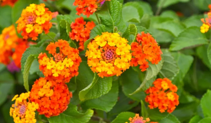 Marie-derrière-l'hôpital