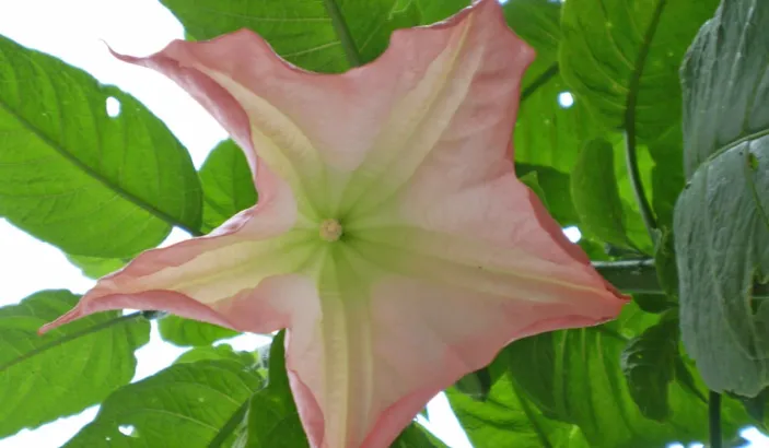 Trompette de jugement rose