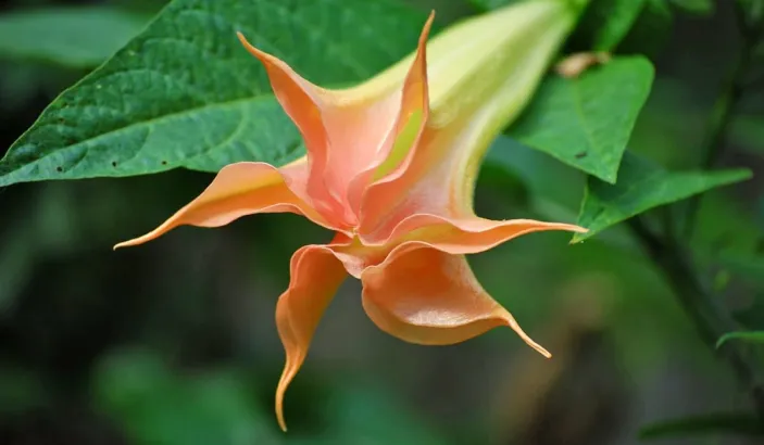 Trompette de jugement orange