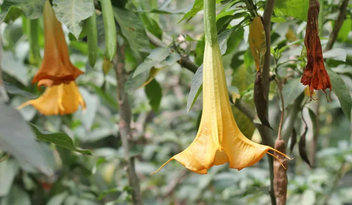 Trompette de jugement