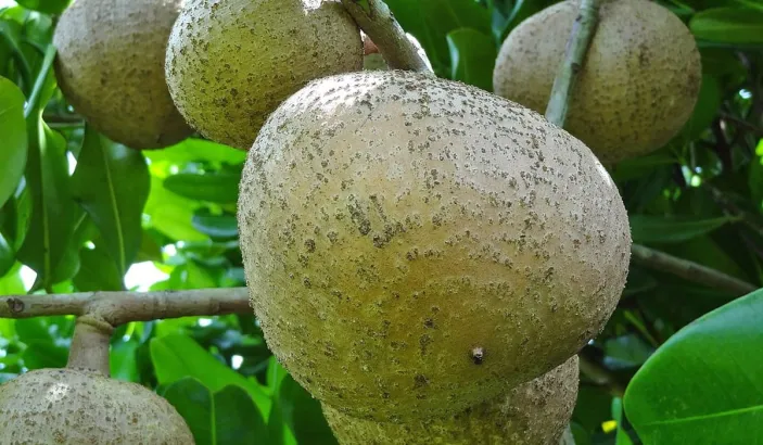 Abricot des Antilles ou Abricot pays