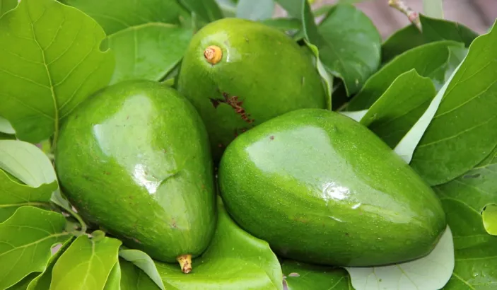 Avocado Lula
