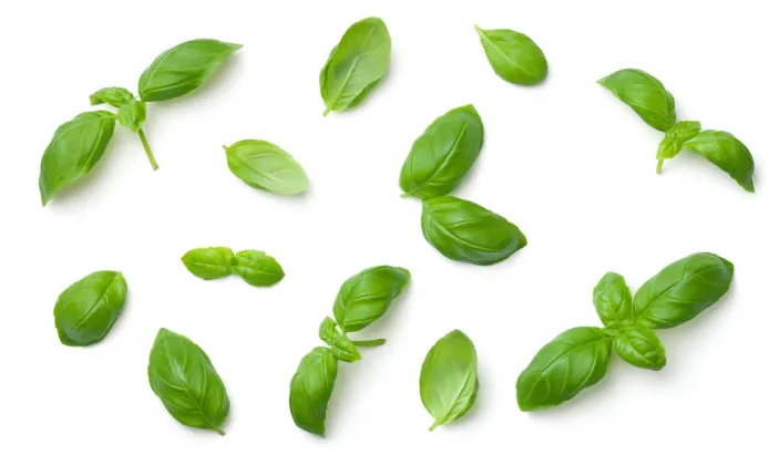 Basil leaves
