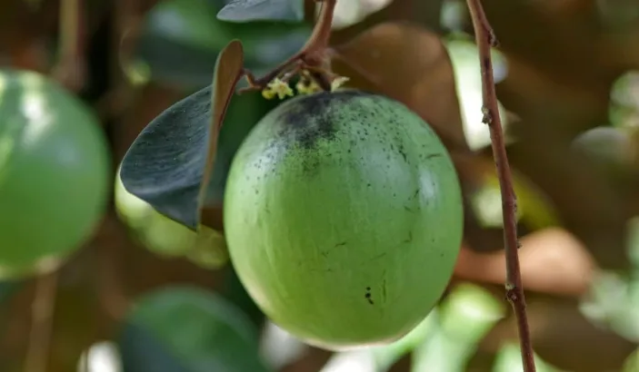 Caïmite verte
