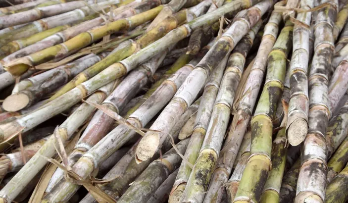 Canne à sucre coupée pour être utilisée pour préparer du rhum