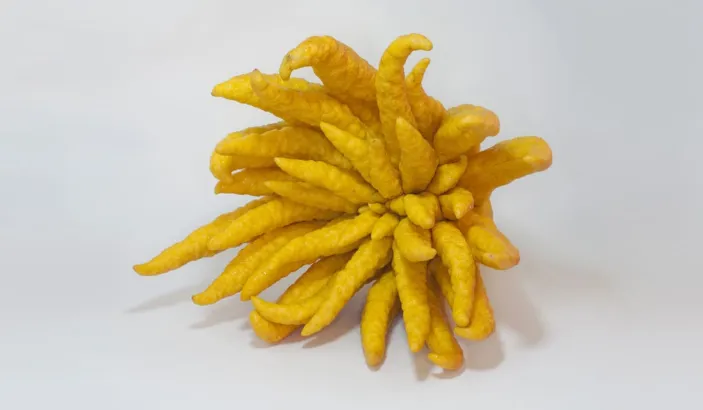 Cédrat à doigts