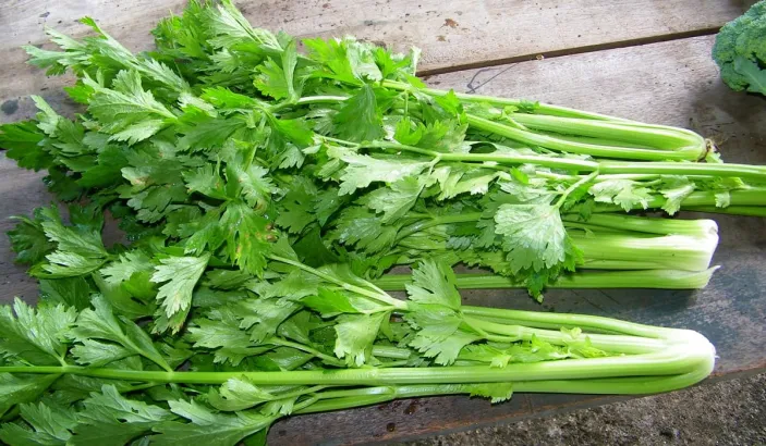 Branch of celery on a table