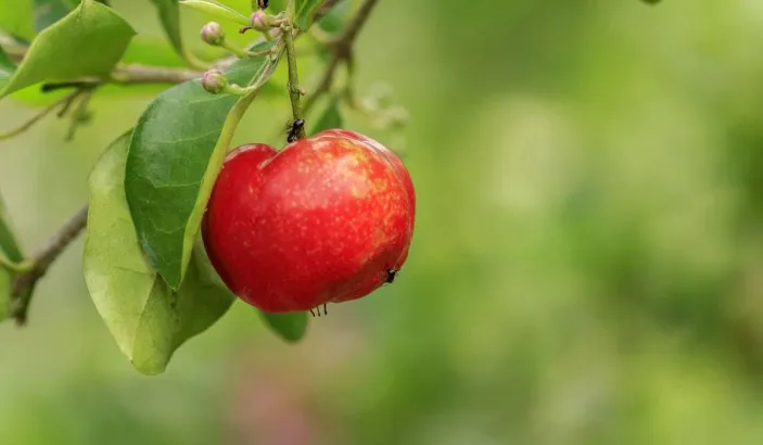 Cerise acerola