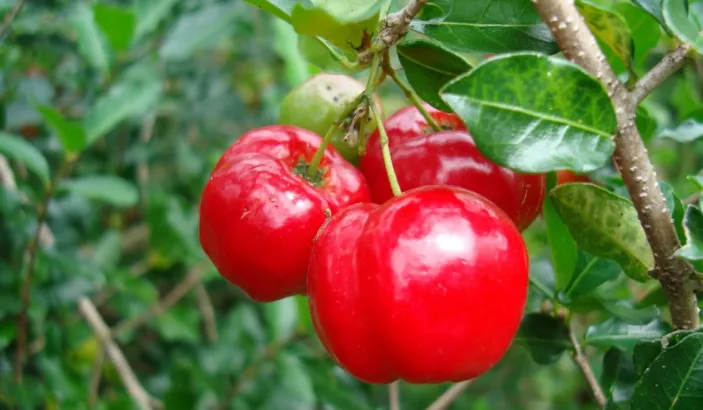 Cerise acerola