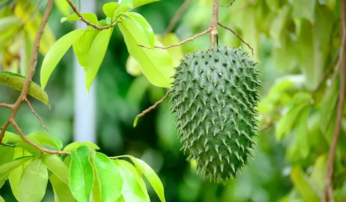 Soursop in a tree