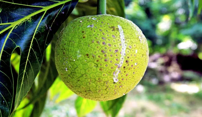 Breadfruit in a tree