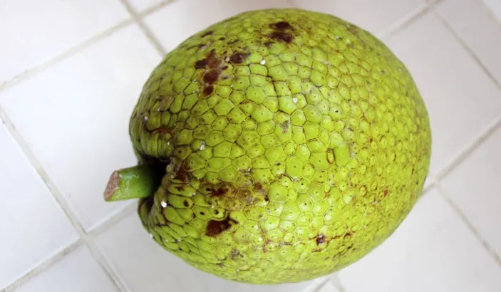 Breadfruit
