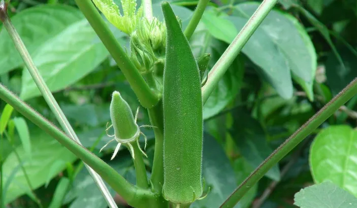 Okras shoot