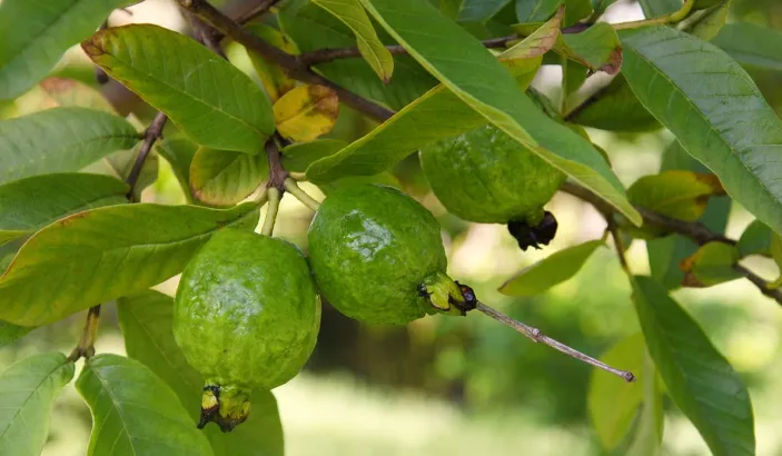 Goyaviers avec fruits et fleurs