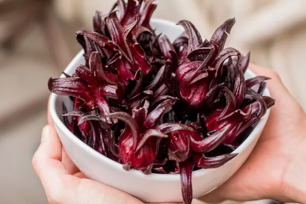 Barks of red sorrel