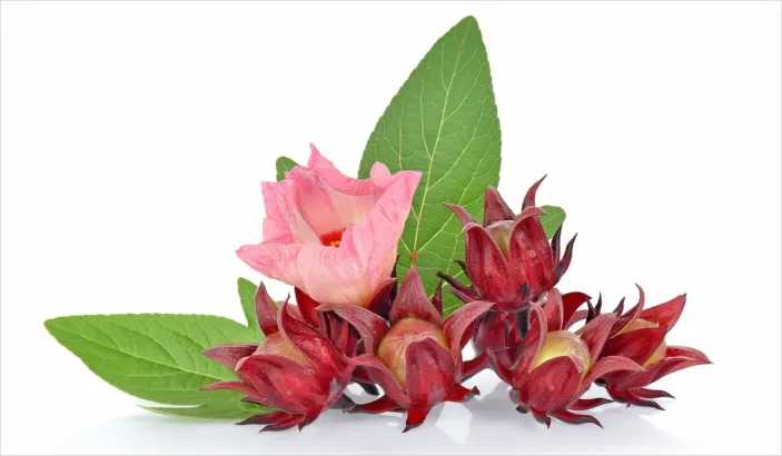 Écorces de groseille-pays et fleurs