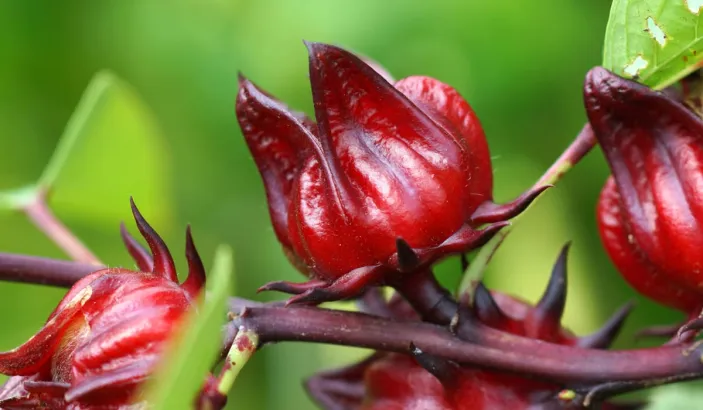 Red sorrel plant