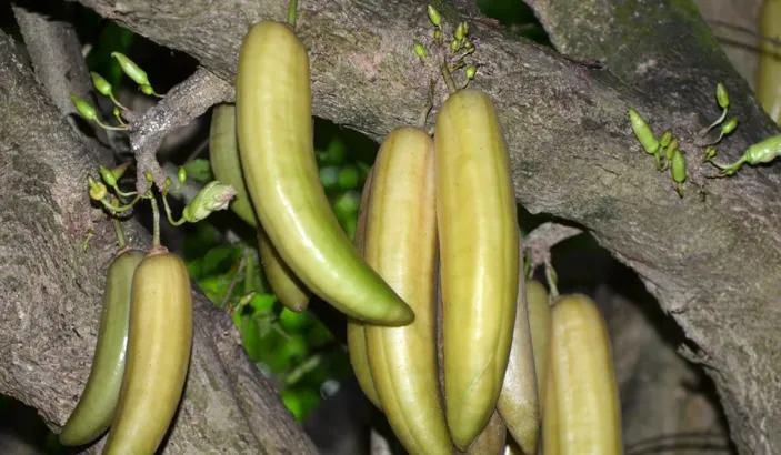 Guajilotes ready to be picked