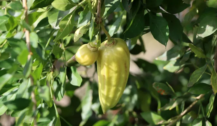Guajilote shoots
