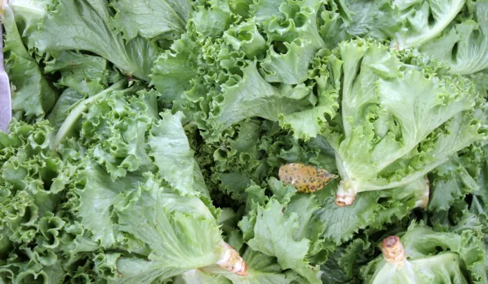 Laitue en vente au marché de Fort-de-France